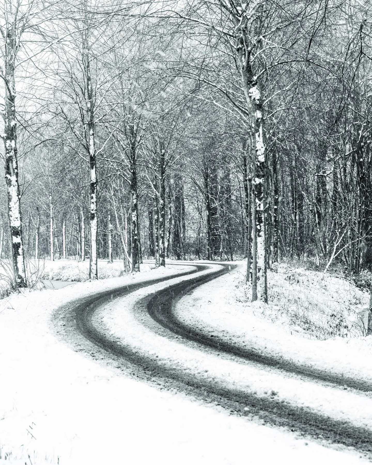 Besneeuwde bosweg tussen kale bomen